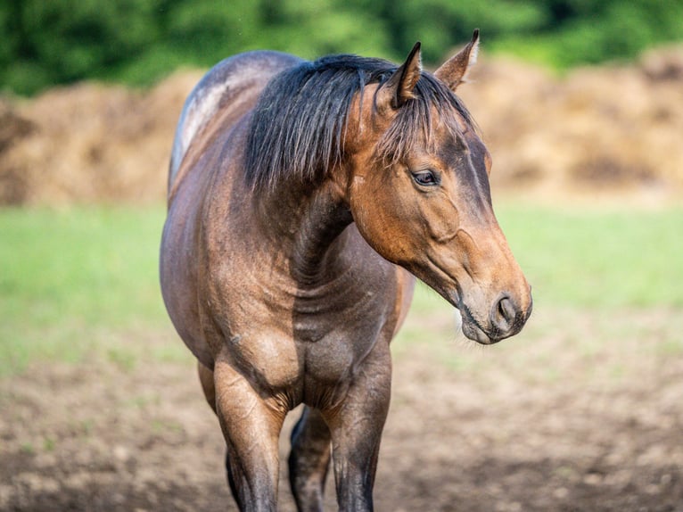 American Quarter Horse Stute 1 Jahr 153 cm Roan-Bay in Herzberg am Harz