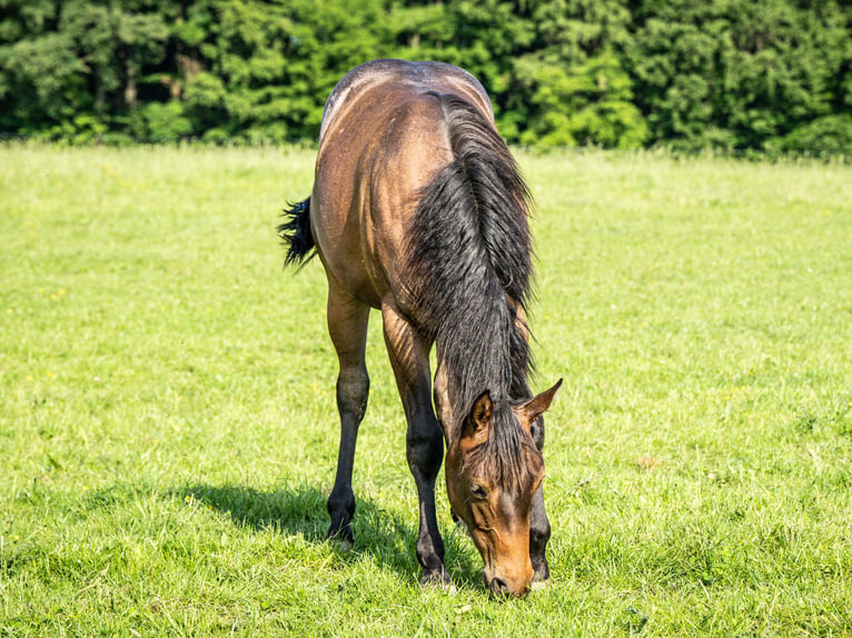 American Quarter Horse Stute 1 Jahr 153 cm Roan-Bay in Herzberg am Harz