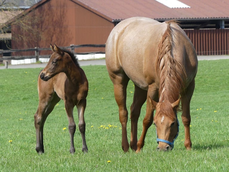 American Quarter Horse Stute 1 Jahr 153 cm Roan-Bay in Herzberg am Harz