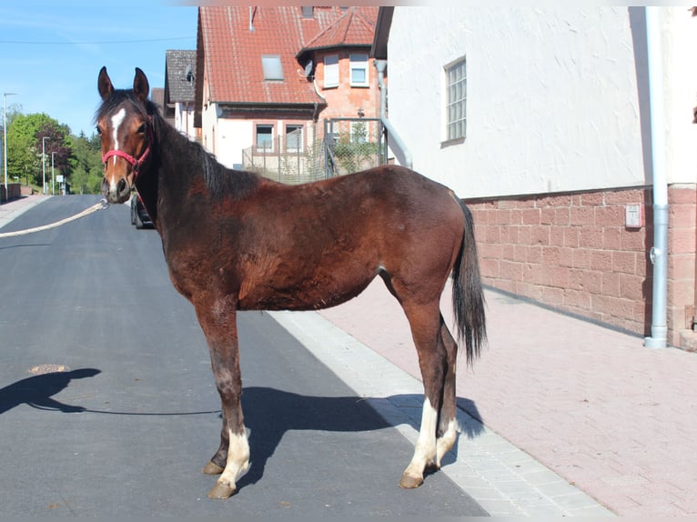 American Quarter Horse Stute 1 Jahr 155 cm Brauner in Marktheidenfeld