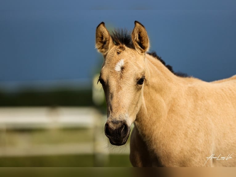 American Quarter Horse Stute 1 Jahr 155 cm Buckskin in Ennigerloh