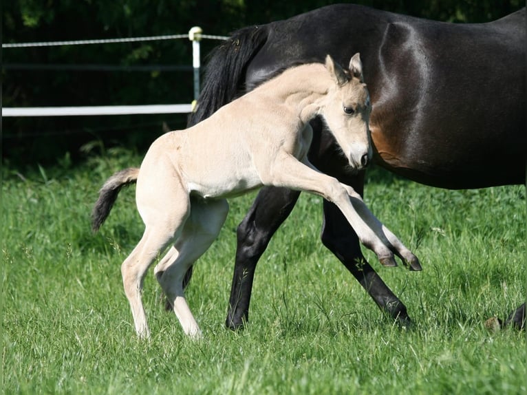 American Quarter Horse Stute 1 Jahr 155 cm Buckskin in Ennigerloh