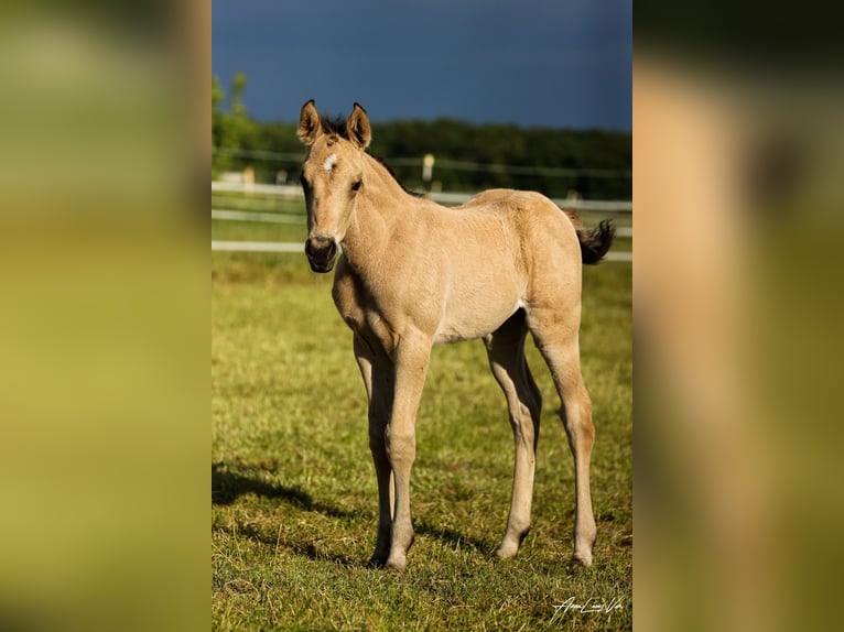 American Quarter Horse Stute 1 Jahr 155 cm Buckskin in Ennigerloh