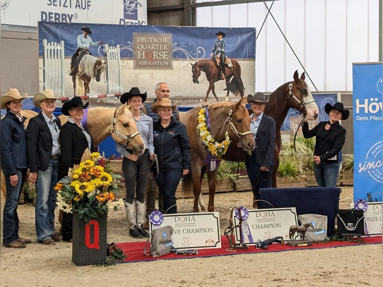 American Quarter Horse Stute 1 Jahr 155 cm Buckskin in Ennigerloh