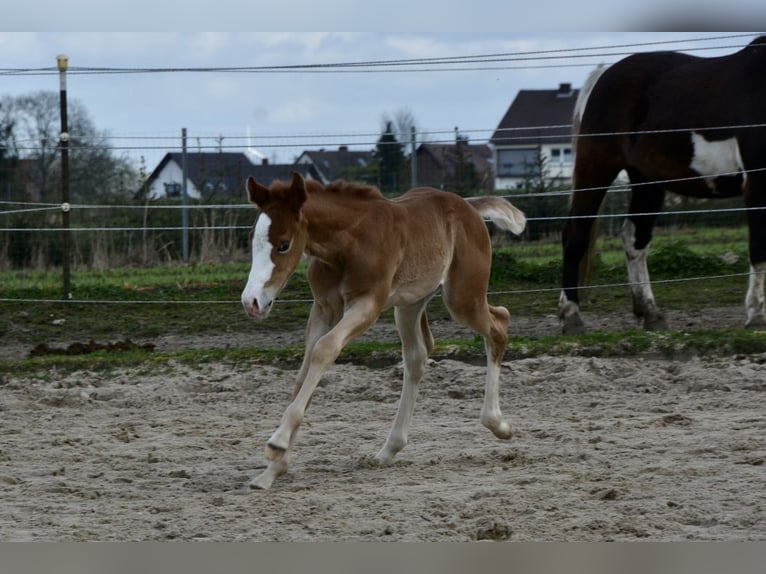 American Quarter Horse Stute 1 Jahr 155 cm Fuchs in Lübbecke