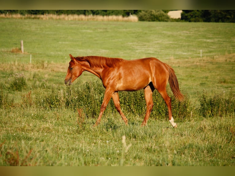 American Quarter Horse Stute 1 Jahr 155 cm Fuchs in Helmenzen