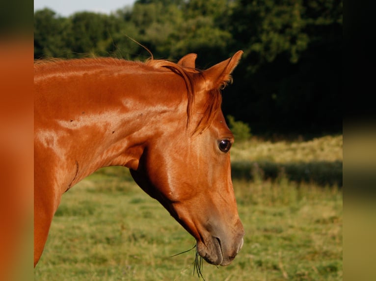 American Quarter Horse Stute 1 Jahr 155 cm Fuchs in Helmenzen