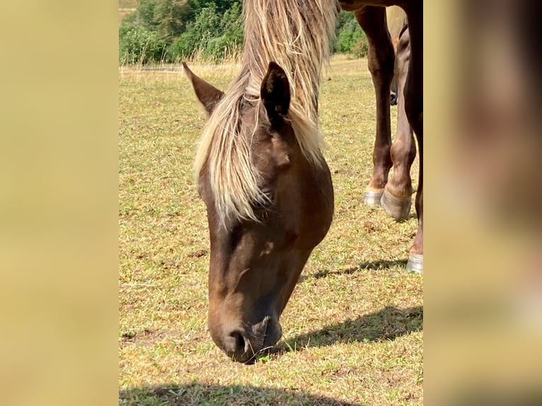 American Quarter Horse Stute 1 Jahr 155 cm in Geiselwind