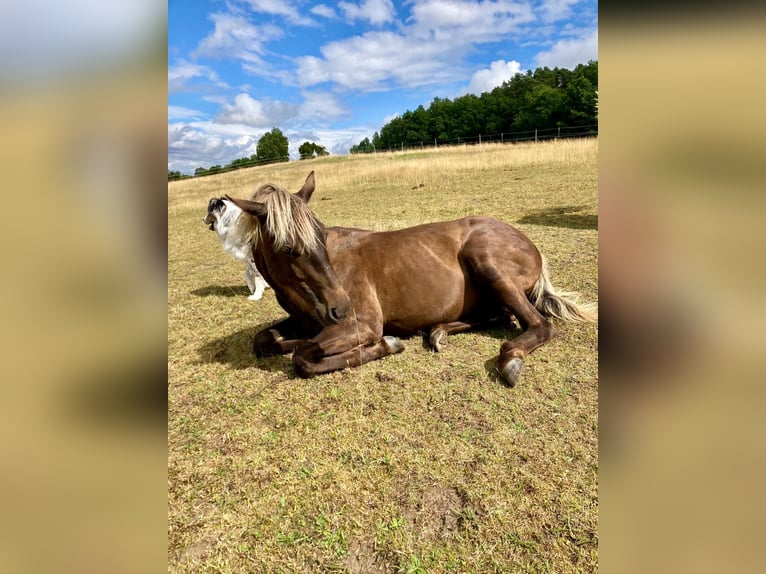 American Quarter Horse Stute 1 Jahr 155 cm in Geiselwind