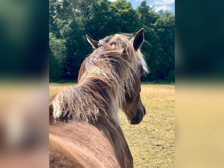 American Quarter Horse Stute 1 Jahr 155 cm in Geiselwind