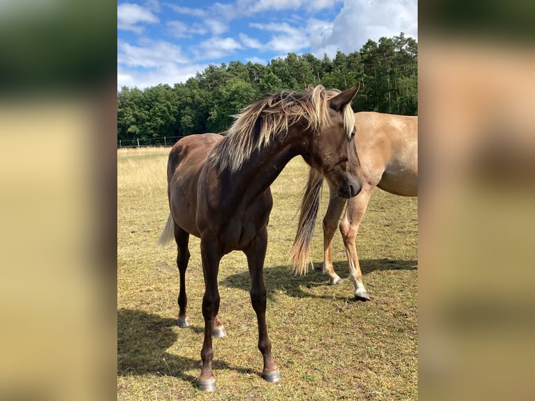 American Quarter Horse Stute 1 Jahr 155 cm in Geiselwind