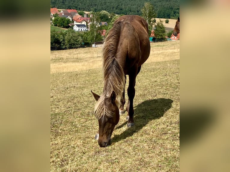 American Quarter Horse Stute 1 Jahr 155 cm in Geiselwind
