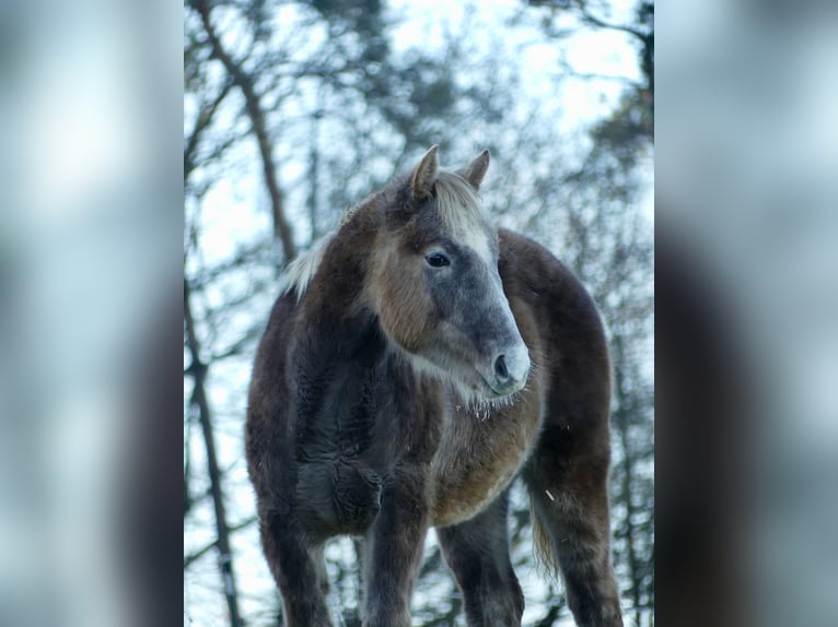 American Quarter Horse Stute 1 Jahr 155 cm in Geiselwind