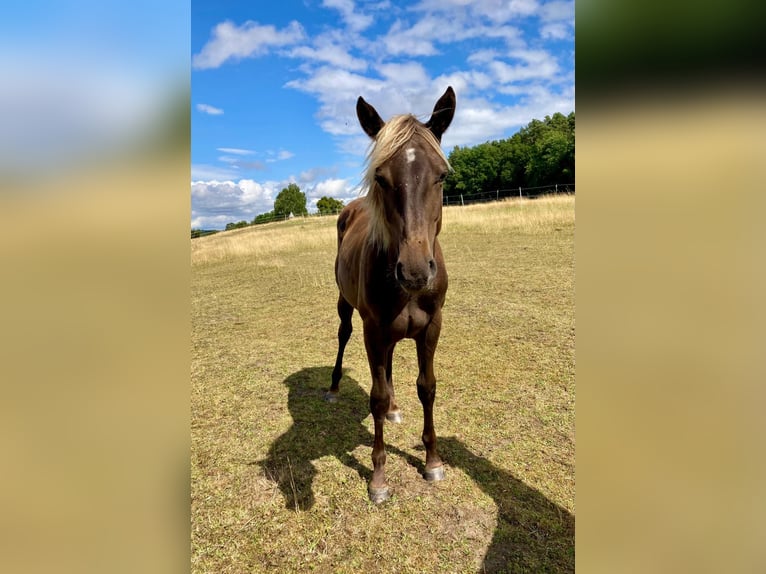 American Quarter Horse Stute 1 Jahr 155 cm in Geiselwind