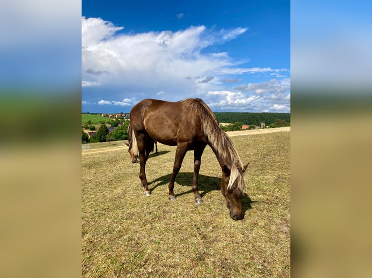 American Quarter Horse Stute 1 Jahr 155 cm in Geiselwind