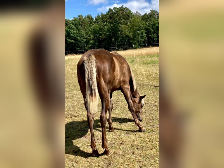 American Quarter Horse Stute 1 Jahr 155 cm in Geiselwind