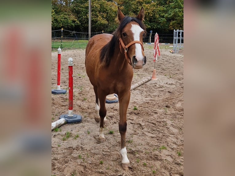 American Quarter Horse Stute 1 Jahr 156 cm Brauner in Eberbach