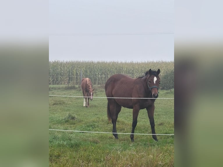 American Quarter Horse Stute 1 Jahr 158 cm Brauner in Kirchendemenreuth