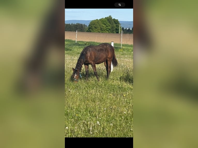 American Quarter Horse Stute 1 Jahr 158 cm Brauner in Kirchendemenreuth