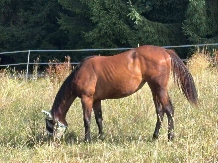 American Quarter Horse Stute 1 Jahr 158 cm Brauner in Kirchendemenreuth