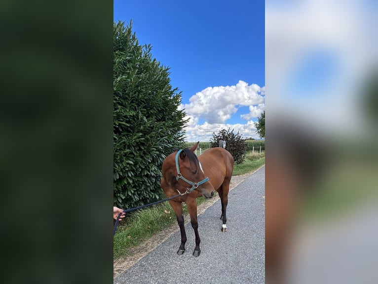 American Quarter Horse Stute 1 Jahr 158 cm Brauner in Kirchendemenreuth