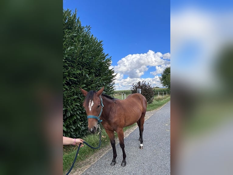 American Quarter Horse Stute 1 Jahr 158 cm Brauner in Kirchendemenreuth