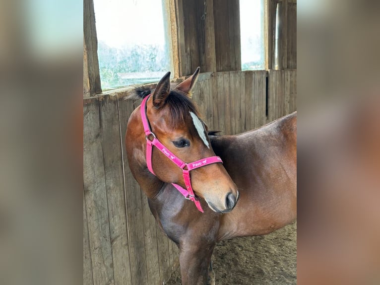 American Quarter Horse Stute 1 Jahr 158 cm Brauner in Kirchendemenreuth