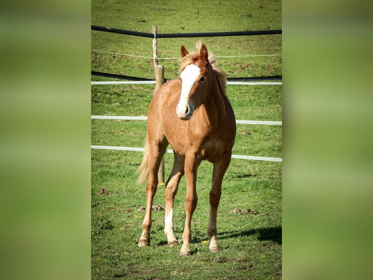 American Quarter Horse Stute 1 Jahr 158 cm Fuchs in Burscheid