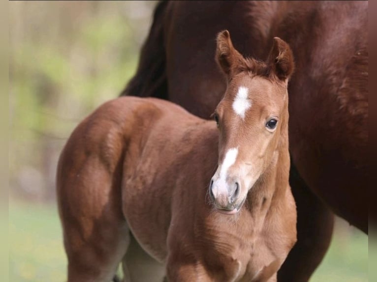 American Quarter Horse Stute 1 Jahr 158 cm Fuchs in Greifenstein American Quarter Horse Stute 1 Jahr 158 cm Fuchs in Greifenstein