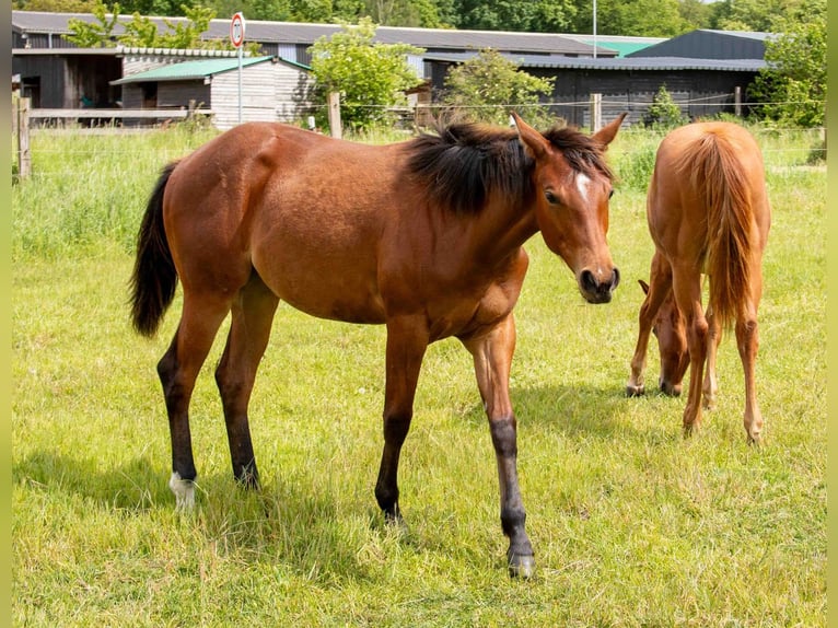 American Quarter Horse Stute 1 Jahr 160 cm Brauner in Straelen