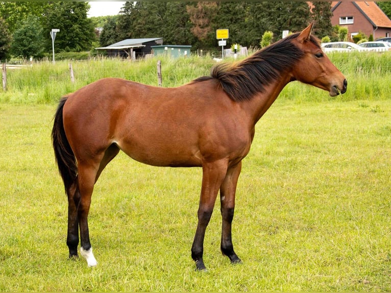American Quarter Horse Stute 1 Jahr 160 cm Brauner in Straelen