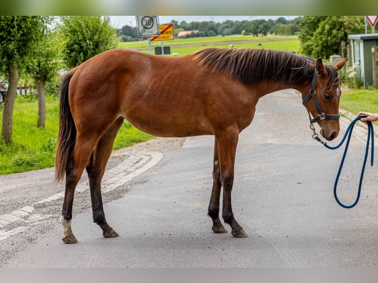 American Quarter Horse Stute 1 Jahr 160 cm Brauner in Straelen