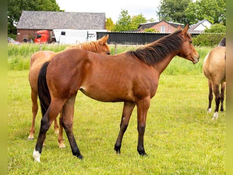American Quarter Horse Stute 1 Jahr 160 cm Brauner in Straelen