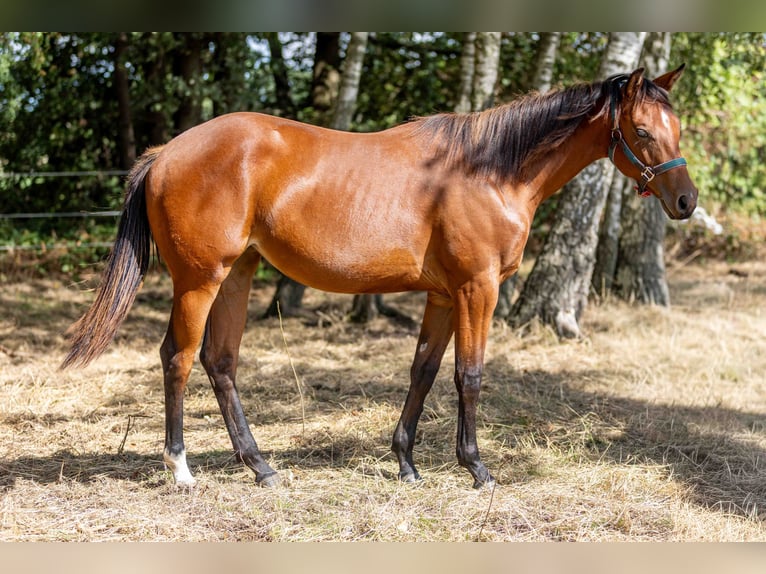 American Quarter Horse Stute 1 Jahr 160 cm Brauner in Straelen