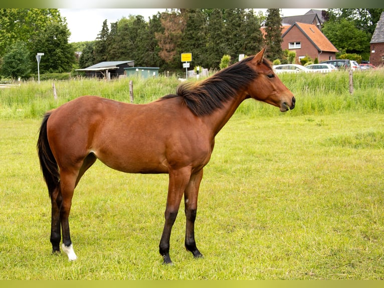 American Quarter Horse Stute 1 Jahr 160 cm Brauner in Straelen