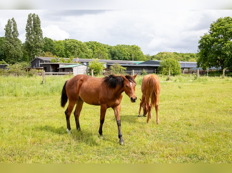 American Quarter Horse Stute 1 Jahr 160 cm Brauner in Straelen