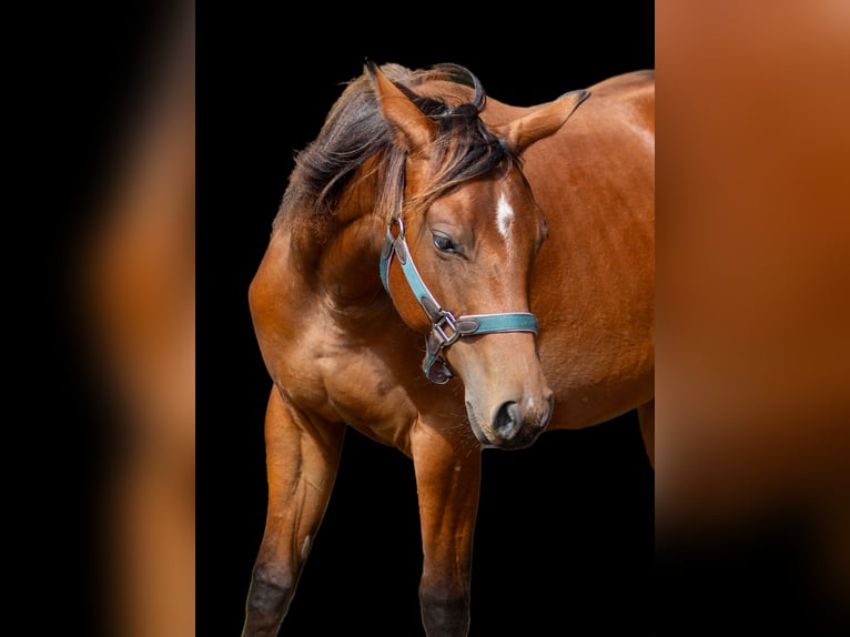 American Quarter Horse Stute 1 Jahr 160 cm Brauner in Straelen
