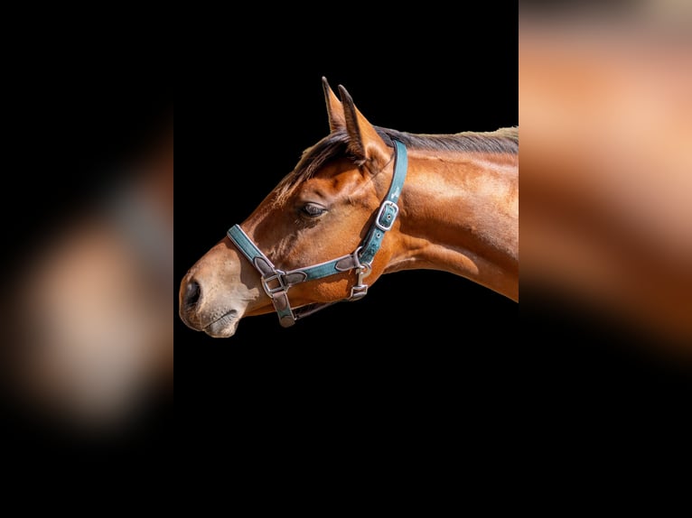 American Quarter Horse Stute 1 Jahr 160 cm Brauner in Straelen