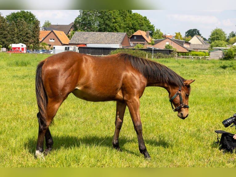 American Quarter Horse Stute 1 Jahr 160 cm Brauner in Straelen