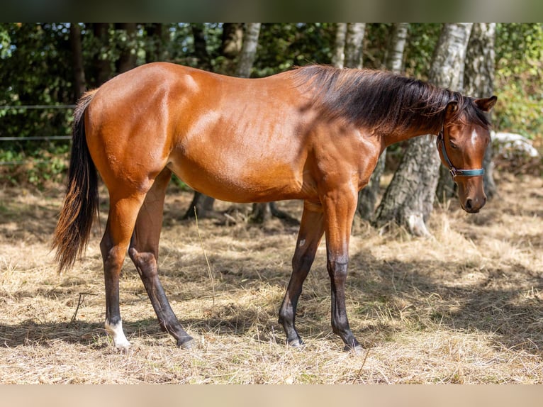 American Quarter Horse Stute 1 Jahr 160 cm Brauner in Straelen