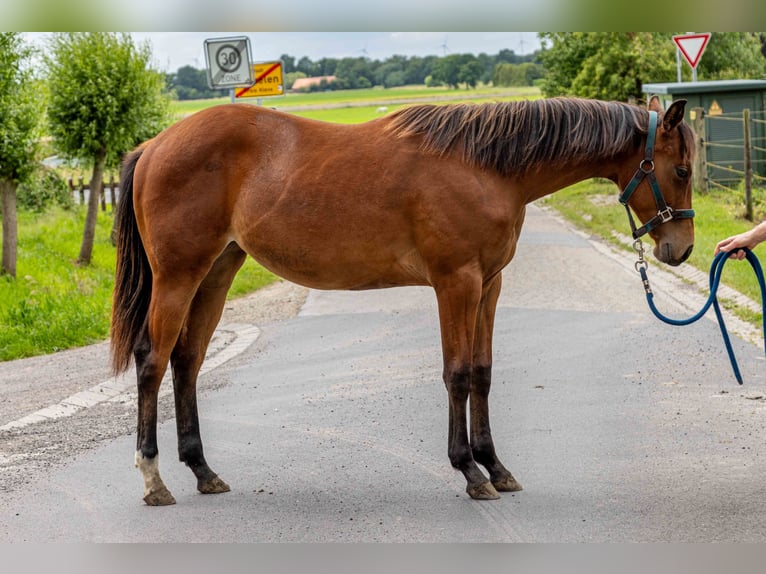 American Quarter Horse Stute 1 Jahr 160 cm Brauner in Straelen
