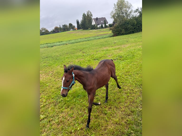 American Quarter Horse Stute 1 Jahr 162 cm Brauner in Langenau