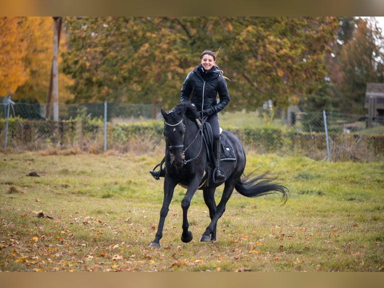 American Quarter Horse Stute 1 Jahr 162 cm Brauner in Langenau
