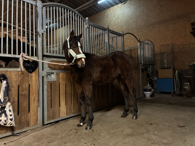 American Quarter Horse Stute 1 Jahr 162 cm Brauner in Langenau