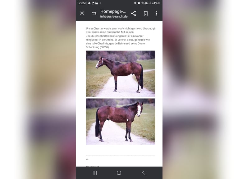 American Quarter Horse Stute 1 Jahr 162 cm Brauner in Langenau