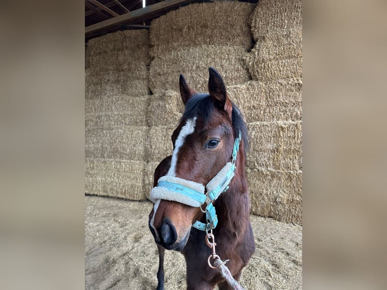 American Quarter Horse Stute 1 Jahr 162 cm Brauner in Langenau