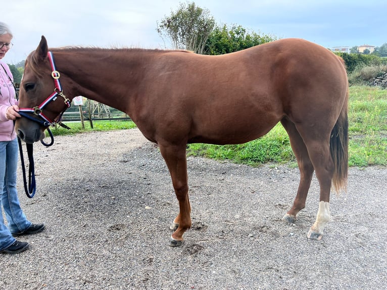 American Quarter Horse Stute 1 Jahr 163 cm Fuchs in Burscheid
