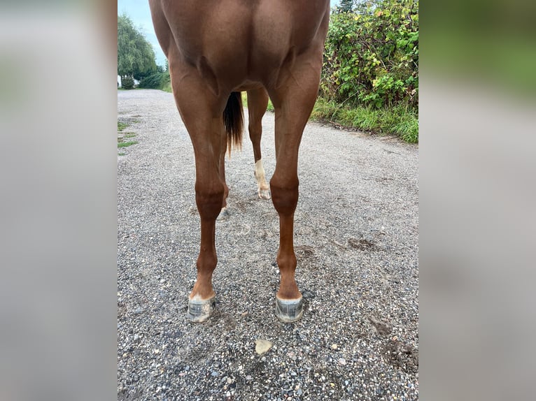 American Quarter Horse Stute 1 Jahr 163 cm Fuchs in Burscheid