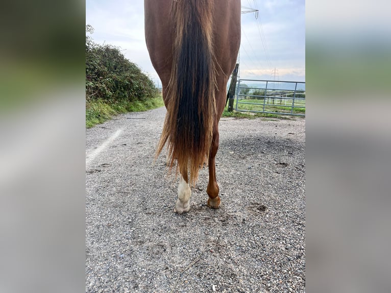 American Quarter Horse Stute 1 Jahr 163 cm Fuchs in Burscheid