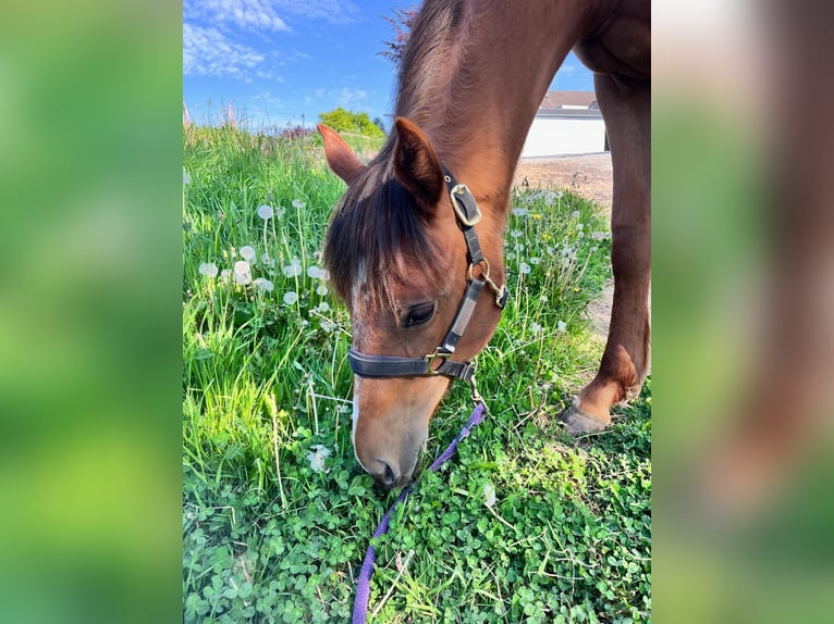 American Quarter Horse Stute 1 Jahr 163 cm Fuchs in Burscheid